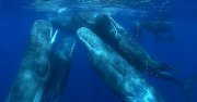 Як сонце впливає на китів
