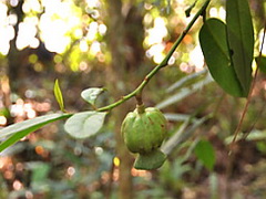 На території Гондурасу росте новий вид дерев