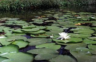 Сьогодні відзначається Міжнародний день охорони водно-болотних угідь