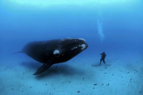 синій кит, популяція, Світовий океан