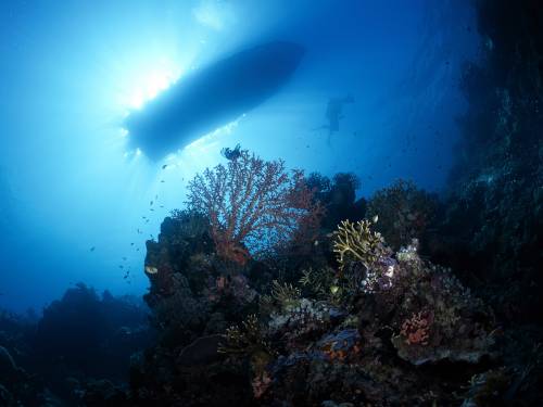 коралові рифи, людина, глобальний вплив, біорізноманіття, екосистема