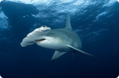 Подвійний удар по акулі-молоту