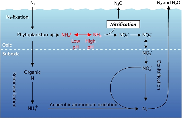 азотний цикл, Світовий океан, океанічна вода, хімічний склад