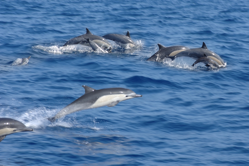 ареал поширення, дельфіни, Англія